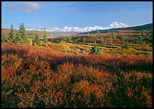 Tundra in autumn colors and snowy mountains of Alaska Range. Denali National Park, Alaska, USA. (color)