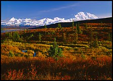 Tundra and Mt McKinley range, late afternoon light. Denali National Park ( color)