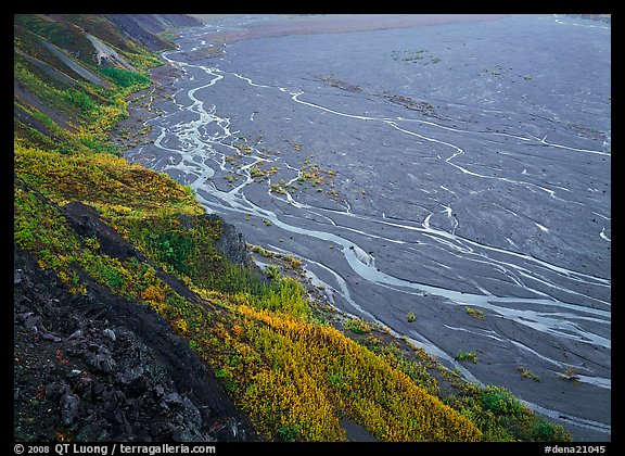 Aspen trees bordering immense sand bar valley with braids of the McKinley River. Denali National Park, Alaska, USA.