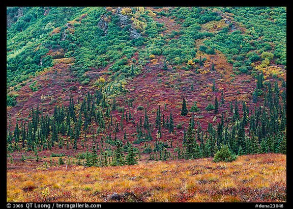 Tundra and conifers on hillside with autumn colors. Denali National Park, Alaska, USA.