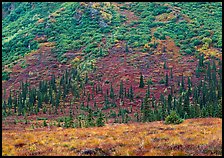 Tundra and conifers on hillside with autumn colors. Denali  National Park ( color)