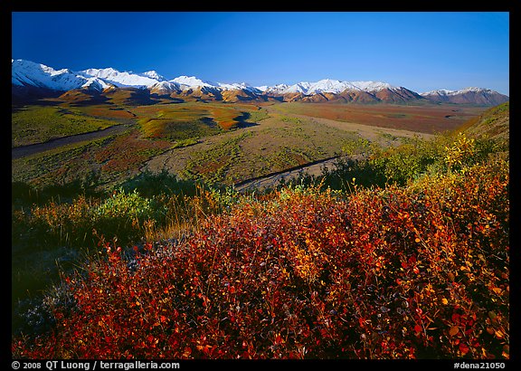 Berry plants, wide valley and gravel bars from seen from above, morning. Denali National Park (color)