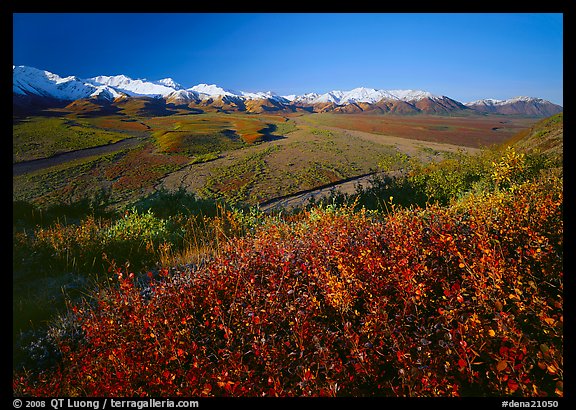 Berry plants, wide valley and gravel bars from seen from above, morning. Denali National Park, Alaska, USA.