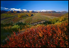 Berry plants, wide valley and gravel bars from seen from above, morning. Denali National Park, Alaska, USA.