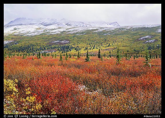 Berry plants in autumn color with early snow on mountains. Denali  National Park (color)