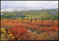 Berry plants in autumn color with early snow on mountains. Denali National Park, Alaska, USA. (color)