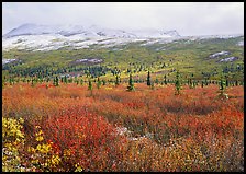 Berry plants in autumn color with early snow on mountains. Denali National Park ( color)