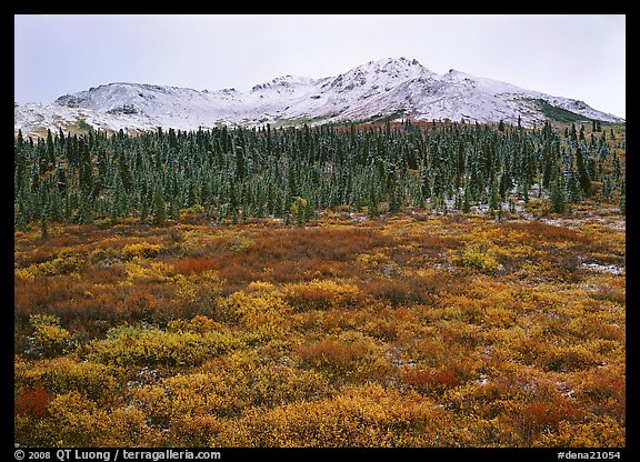 Tundra, spruce trees, and mountains with fresh snow in fall. Denali National Park (color)