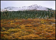 Tundra, spruce trees, and mountains with fresh snow in fall. Denali National Park, Alaska, USA. (color)