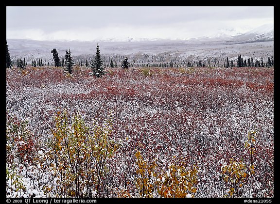 Fresh snow on tundra and berry leaves. Denali  National Park (color)