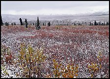 Fresh snow on tundra and berry leaves. Denali National Park, Alaska, USA.