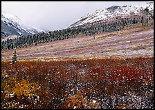 Fresh snow on tundra near Savage River. Denali National Park, Alaska, USA.