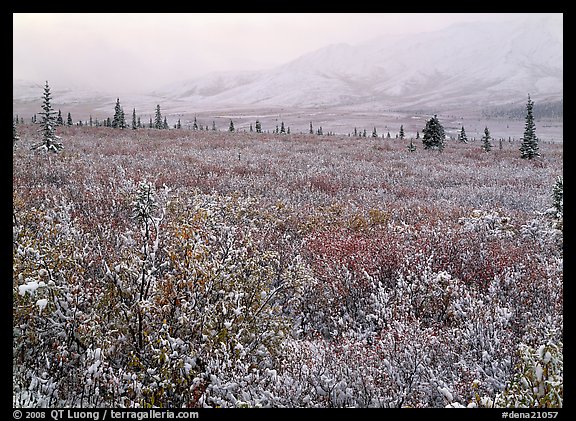 Berry leaves, trees, and mountains in fog with dusting of fresh snow. Denali National Park (color)
