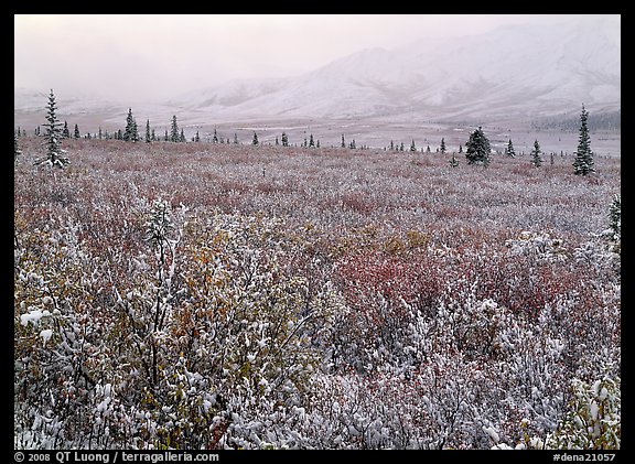 Berry leaves, trees, and mountains in fog with dusting of fresh snow. Denali National Park, Alaska, USA.