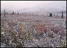 Berry leaves, trees, and mountains in fog with dusting of fresh snow. Denali National Park, Alaska, USA.