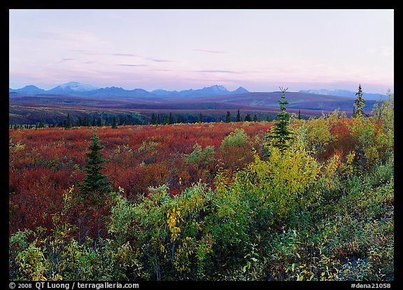 Autumn bushes, tundra, and Alaska range at dusk. Denali National Park, Alaska, USA.