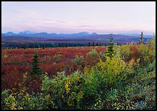 Autumn bushes, tundra, and Alaska range at dusk. Denali  National Park ( color)