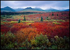 Mosaic of colors on tundra and lower peaks in stormy weather. Denali National Park ( color)