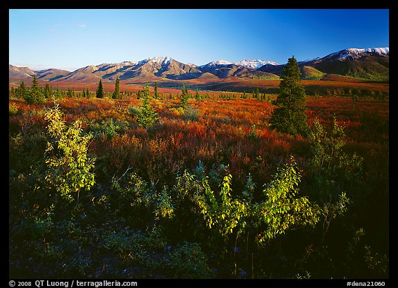 Tundra and mountain range. Denali National Park, Alaska, USA.