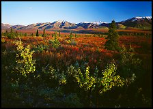 Tundra and mountain range. Denali National Park, Alaska, USA.