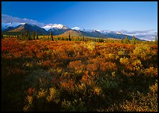 Late afternoon light on tundra and smaller mountain range. Denali National Park, Alaska, USA.