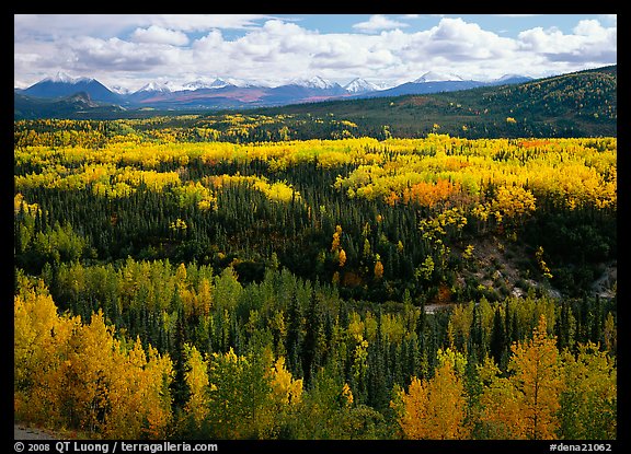 Yellow aspens and Panorama Range, Riley Creek drainage. Denali National Park, Alaska, USA.