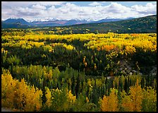 Yellow aspens and Panorama Range, Riley Creek drainage. Denali National Park, Alaska, USA.