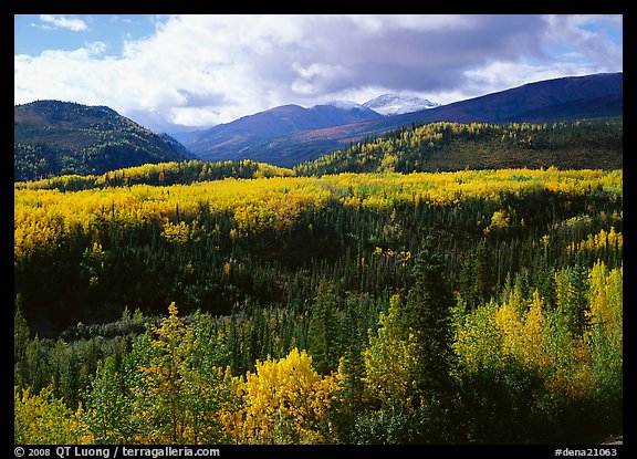 Aspens in fall colors and mountains near Riley Creek. Denali  National Park (color)