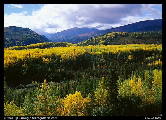 Aspens in fall colors and mountains near Riley Creek. Denali National Park (color)