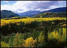 Aspens in fall colors and mountains near Riley Creek. Denali National Park ( color)