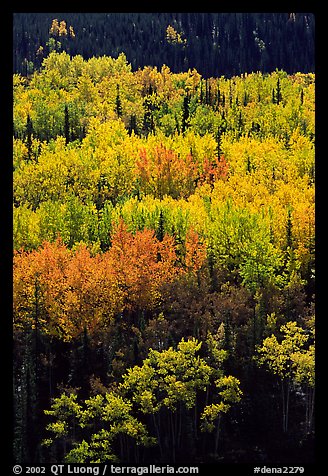 Aspens in yellow fall foliage amongst conifers, Riley Creek drainage. Denali National Park, Alaska, USA.