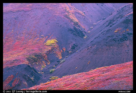 Foothills covered with tundra near Eielson. Denali National Park, Alaska, USA.