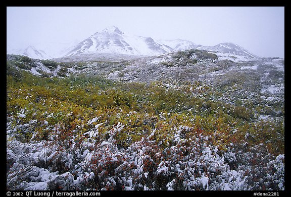 Fresh snow and Polychrome Mountains. Denali  National Park (color)