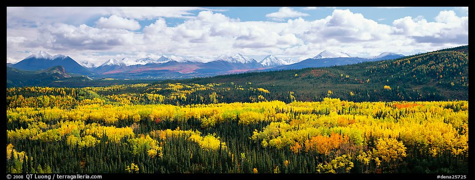 Mountain landscape with aspens in fall color. Denali National Park (color)