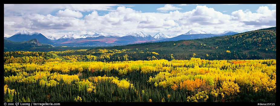 Mountain landscape with aspens in fall color. Denali  National Park (color)