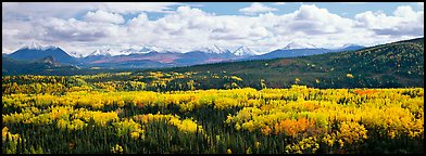 Mountain landscape with aspens in fall color. Denali National Park, Alaska, USA.