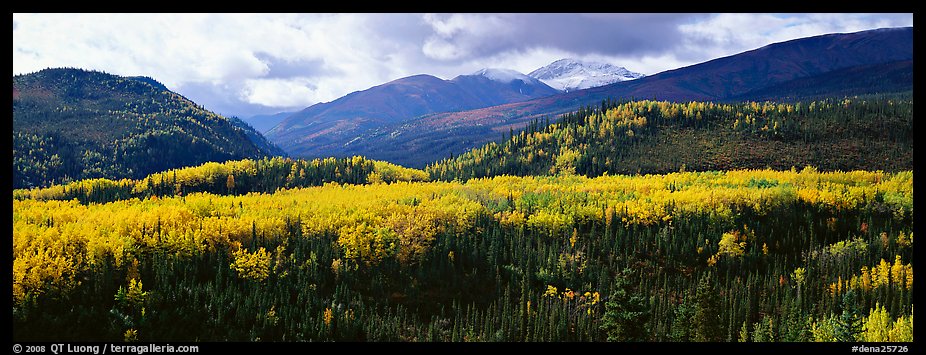 Yellow aspens and boreal forest. Denali  National Park (color)