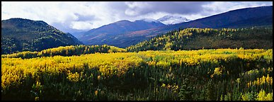 Yellow aspens and boreal forest. Denali National Park (Panoramic color)