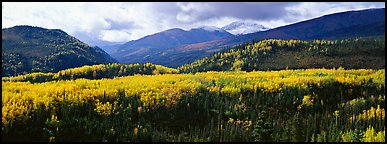 Yellow aspens and boreal forest. Denali National Park, Alaska, USA.