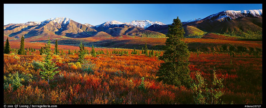 Tundra scenery with trees and mountains in autumn. Denali  National Park (color)