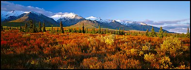 Tundra landscape. Denali  National Park (Panoramic color)