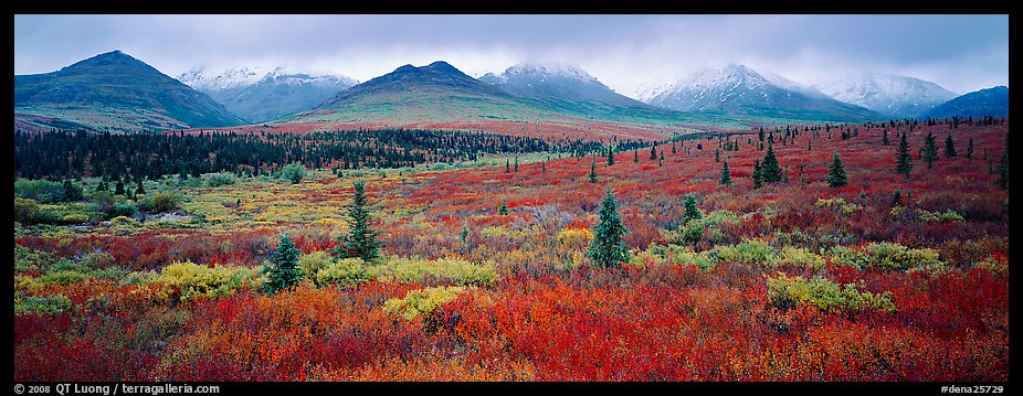 Mountain landscape with crimson tundra. Denali National Park (color)