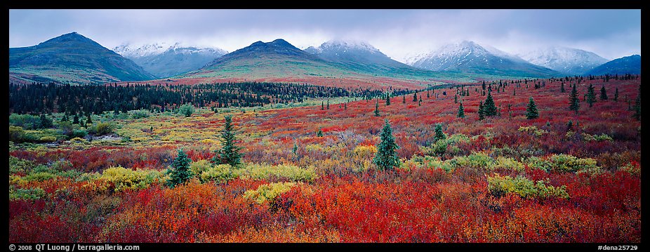 Mountain landscape with crimson tundra. Denali  National Park (color)