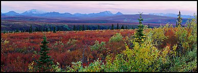 Tundra and Alaska range in autumn. Denali National Park (Panoramic color)