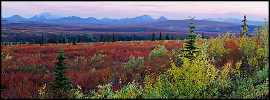 Tundra and Alaska range in autumn. Denali  National Park (Panoramic color)