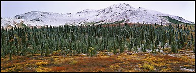 Boreal landscape with tundra, forest, and snowy mountains. Denali National Park, Alaska, USA.