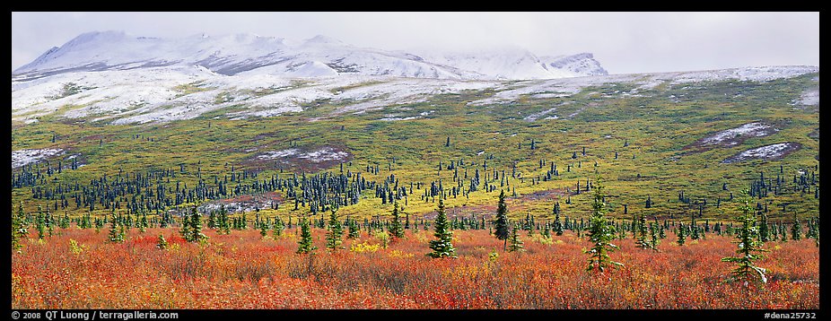 Northern latitudes scenery in autumn. Denali National Park (color)
