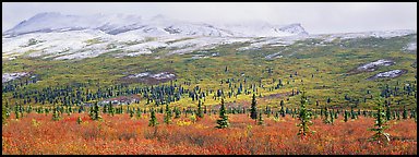 Northern latitudes scenery in autumn. Denali  National Park (Panoramic color)