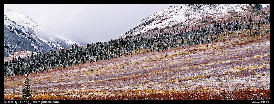 Autumn tundra landscape with fresh dusting of snow. Denali National Park (color)