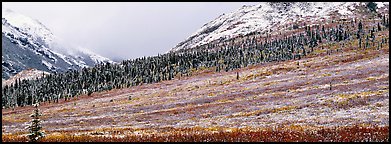 Autumn tundra landscape with fresh dusting of snow. Denali  National Park (Panoramic color)